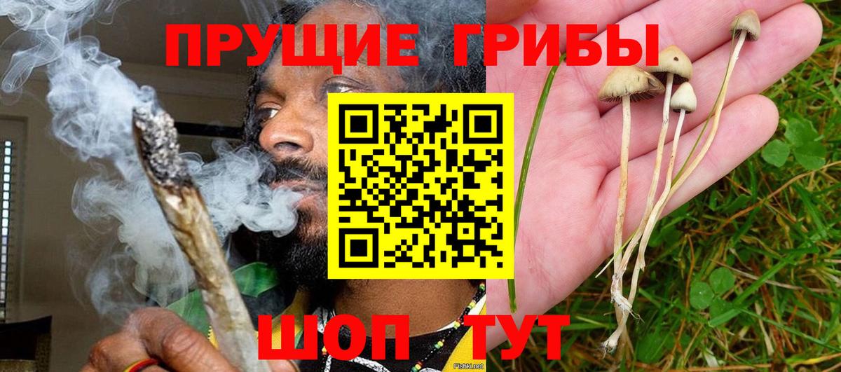 Псилоцибиновые грибы Psilocybe Губкинский