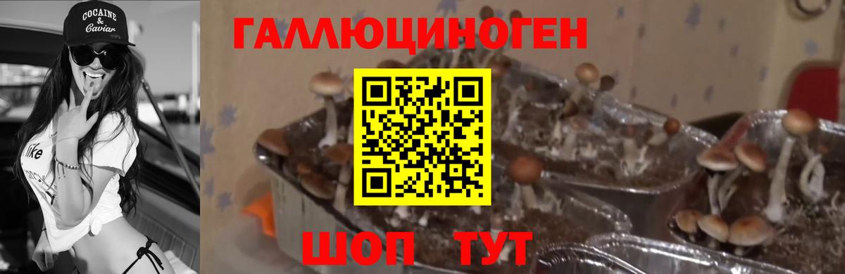 Губкинский  наркота  Вход с VPN  Галлюциногенные грибы мицелий 